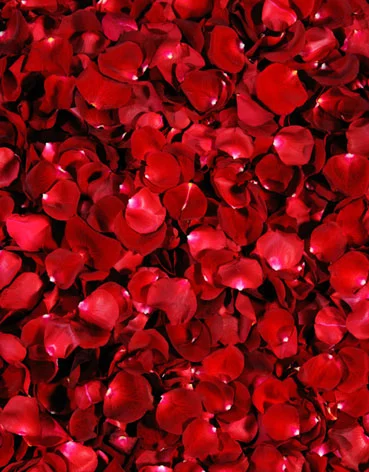 人形アイテム 人形用撮影背景の幕 y3283 バラ花びら