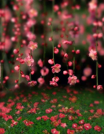 人形アイテム 人形用撮影背景の幕 梅 y2726