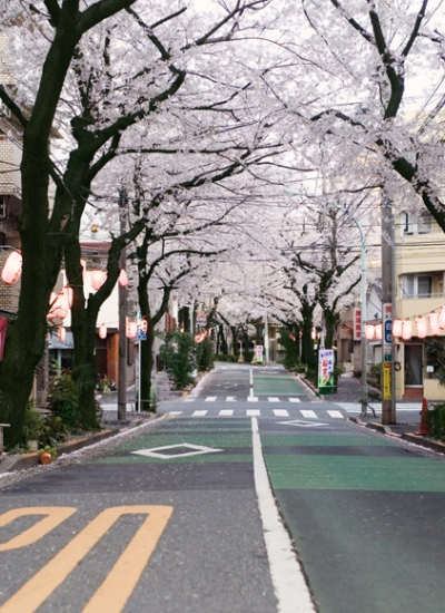人形アイテム 人形用撮影背景の布 　桜町　y4455