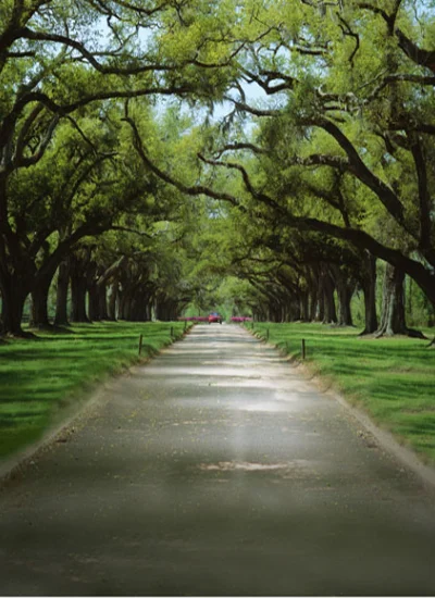 人形アイテム 人形用背景の幕 樹林 y2932